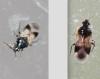 Orius sp.